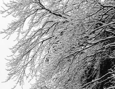 雪在树枝上
