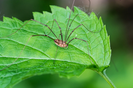 harvestmen 蜘蛛