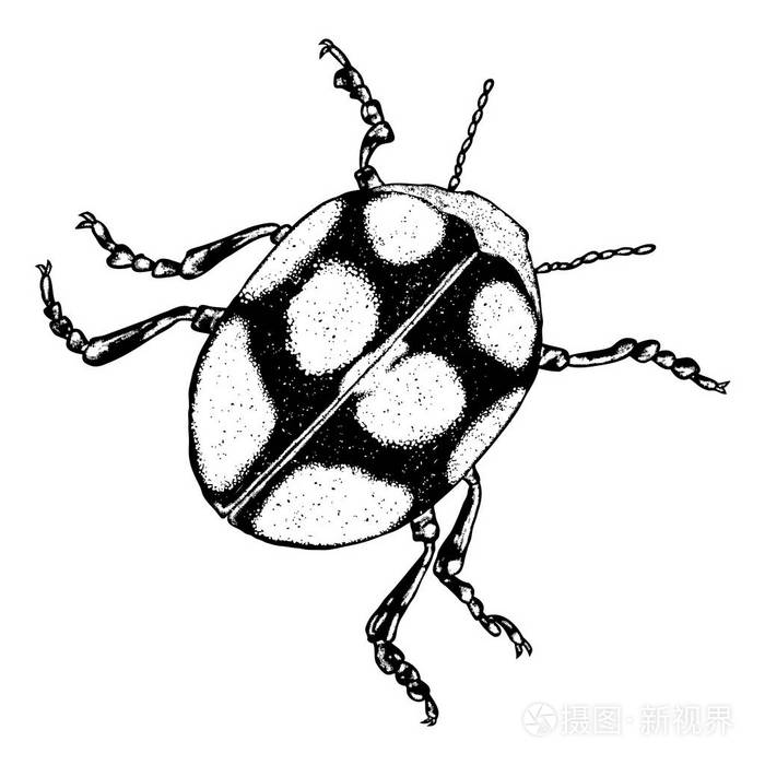 圣甲虫甲虫素描