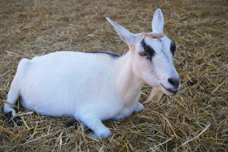白色小山羊羔羊小农场羔羊一群羊羔羊和公绵羊在农场里喂一组农场动物