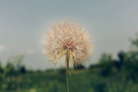 蒲公英的种子一样在早晨的阳光