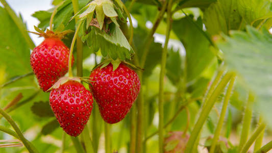 草莓挂在藤上，阳光明媚的天气