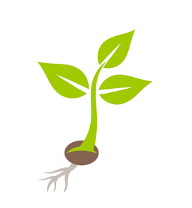 植物幼苗图片-植物幼苗素材-植物幼苗插画-摄图新视界