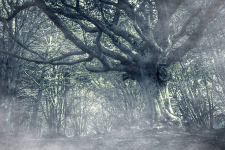 黑暗的秋季森林有雾图片