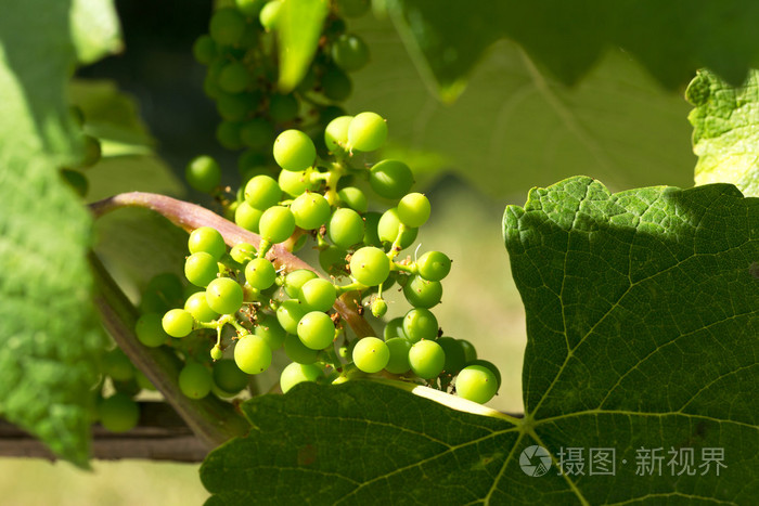 一串串真正的成熟绿色的葡萄生长在t的特写