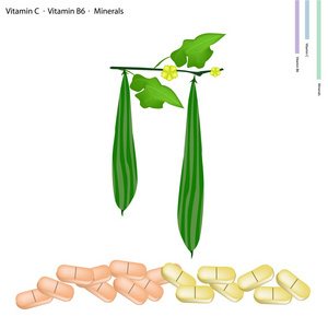 与维生素 c 和 b6 脊的 gorud
