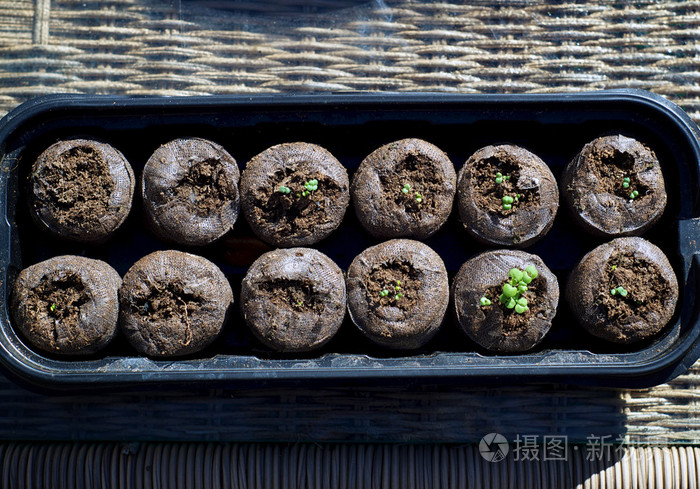 猫薄荷幼苗在豆荚