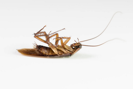 死了的昆虫图片