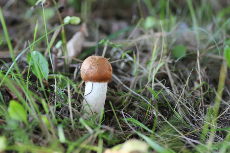 蘑菇食用红色的帽子