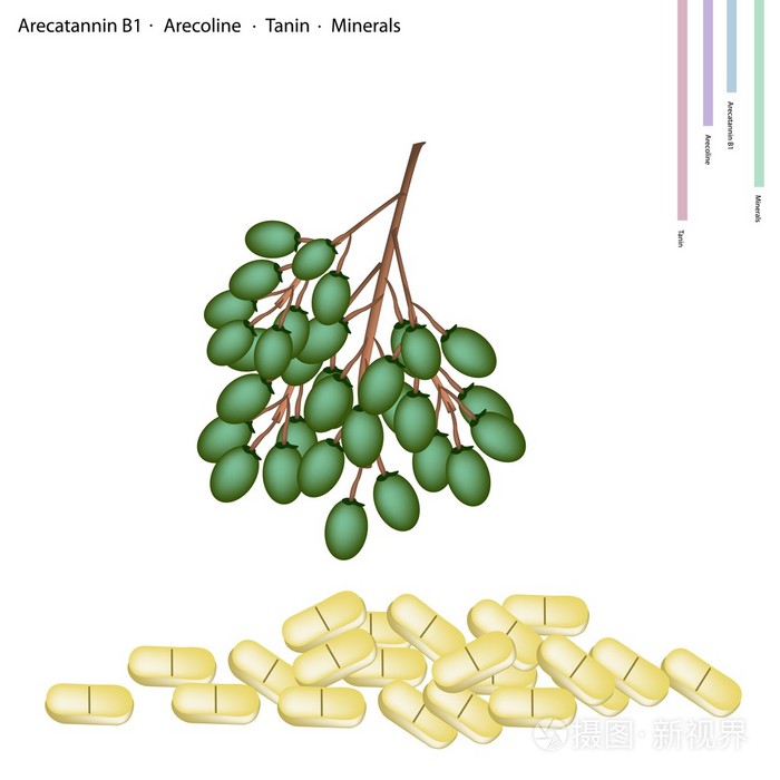 槟榔果实 arecatannin b1, 槟榔碱与塔宁插画-正版商用图片0co8nb-摄