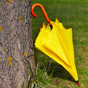 黄色的伞撑在树上照片