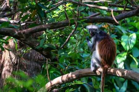 桑给巴尔岛红色疣猴或 Procolobus kirkii