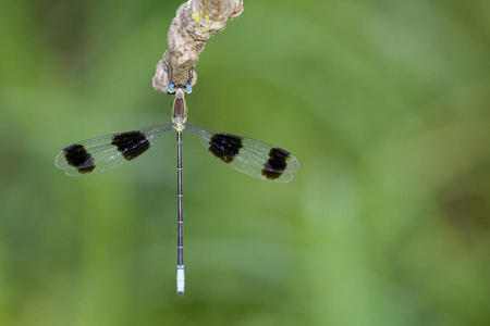 形象的自然黑色蜻蜓 Orolestes octomaculatus
