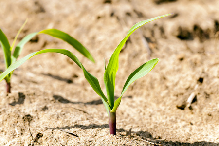 玉米发芽图片-玉米发芽素材-玉米发芽插画-摄图新视界