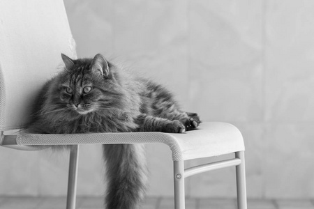 毛茸茸的猫躺在一张椅子，西伯利亚只纯种雌性