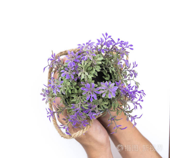 两个手捧着紫色的小花桶上白色孤立