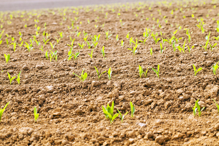 玉米芽苗菜照片