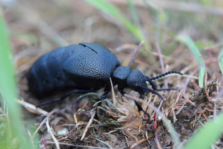 欧洲油甲虫 meloe proscarabaeus。特写