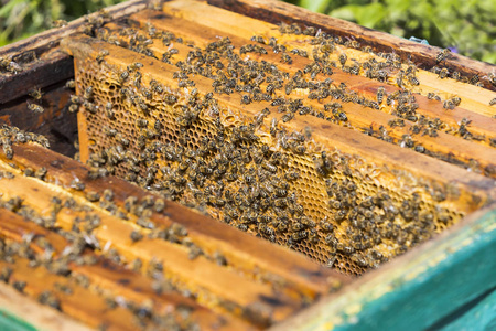 蜜蜂蜂巢是拍摄特写图片