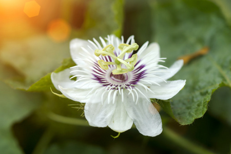 恋物癖激情花Passiflora foetida