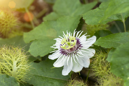 恋物癖激情花Passiflora foetida