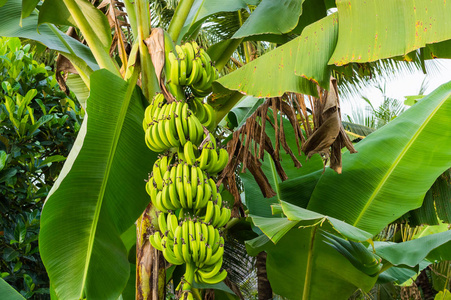 香蕉树的成长绿色香蕉束