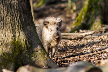 野猪 猪野猪 寻找食物野生板外壳埃菲尔，德国