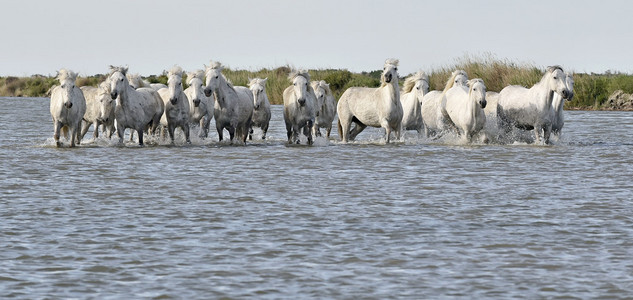 通过水运行白马