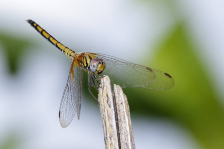 深红色 dropwing 蜻蜓图像 女Trithemis aurora o