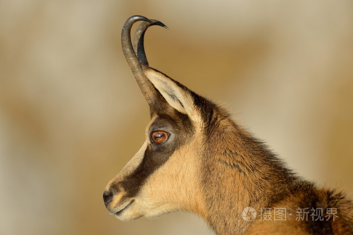 羚羊(rupicapra rupicapra)