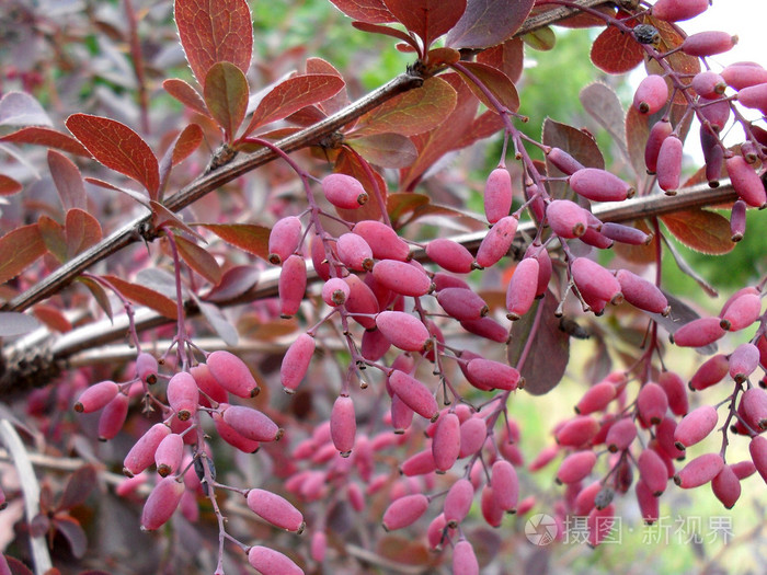 小檗浆果灌木上的关闭