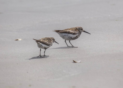 邓林Calidris alpina