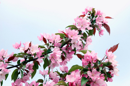 粉色苹果树花在春天照片