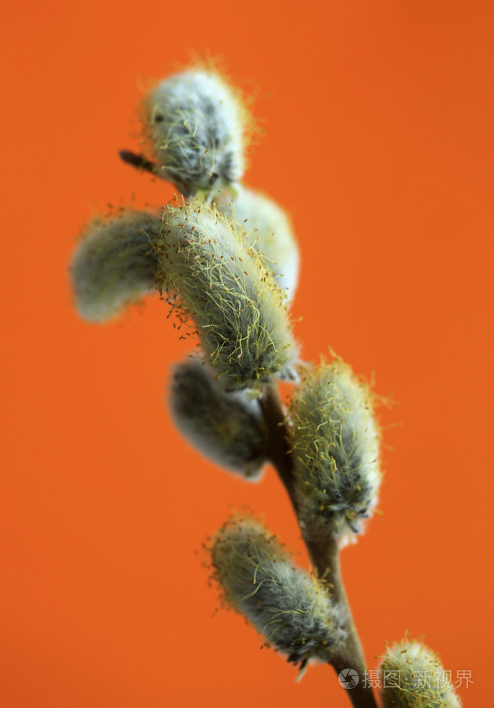 猫柳照片 正版商用图片0covig 摄图新视界