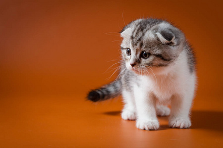 可爱的苏格兰折双色小猫住在橙色背景下四条腿