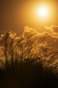 对灿烂的夏日阳光多巴哥高潘帕斯草原