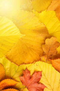 黄色的秋天的树叶纹理背景
