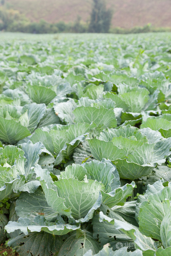 农业白菜