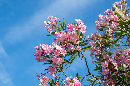 美丽的景色在巴统公园装饰花木