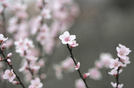 桃树的娇嫩的粉红色花朵