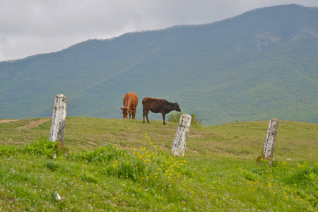 牛在山，姆茨赫塔，格鲁吉亚