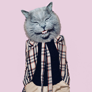 流氓猫在格仔外套艺术拼贴。最小的乐趣