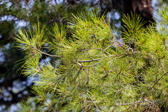 有棵老松树的特写