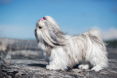 西施犬狗