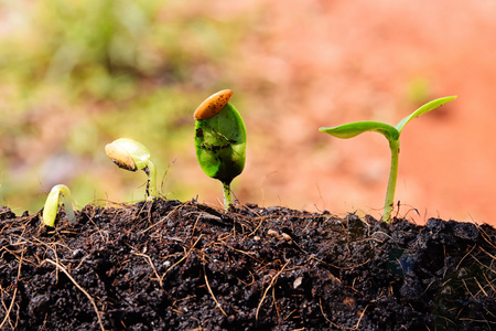地面芽植物图片
