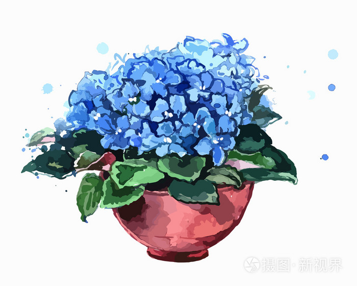 在花盆里的蓝色花