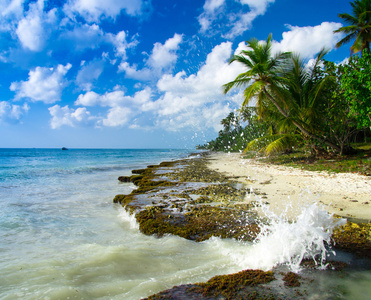 加勒比海滩和棕榈树
