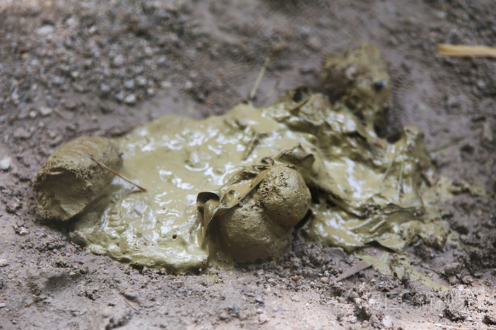 大 3000*2000px无水印下载免费10次/天下载小样发票合同问题/举报虎