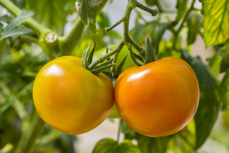 新鲜番茄果实图片