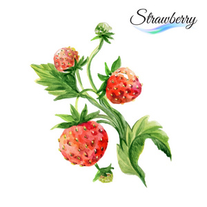 在白色的水彩草莓
